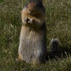 Hoary Marmot im Glacier National Park, Kanada