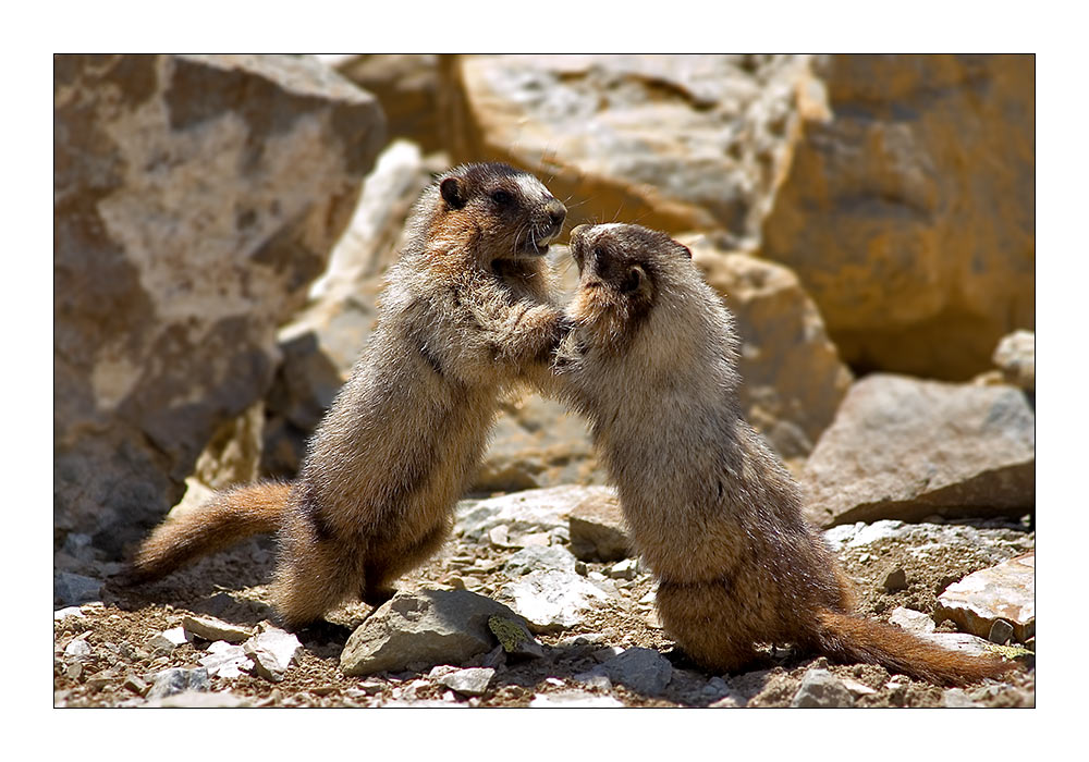 Hoary Marmot - Marmota caligata