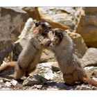 Hoary Marmot - Marmota caligata