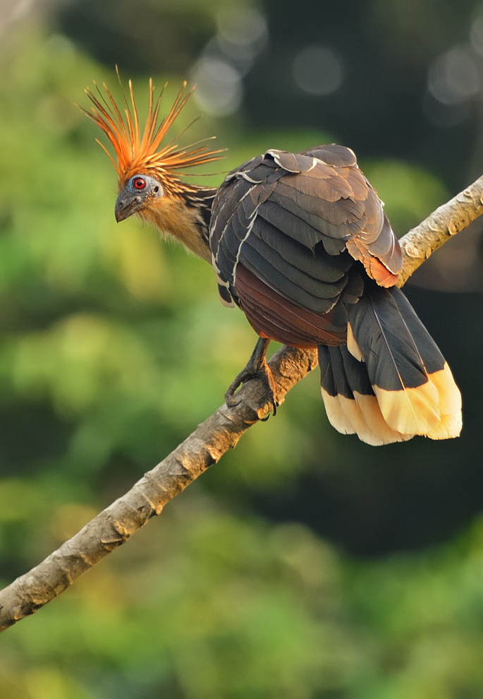 Hoatzin