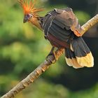 Hoatzin