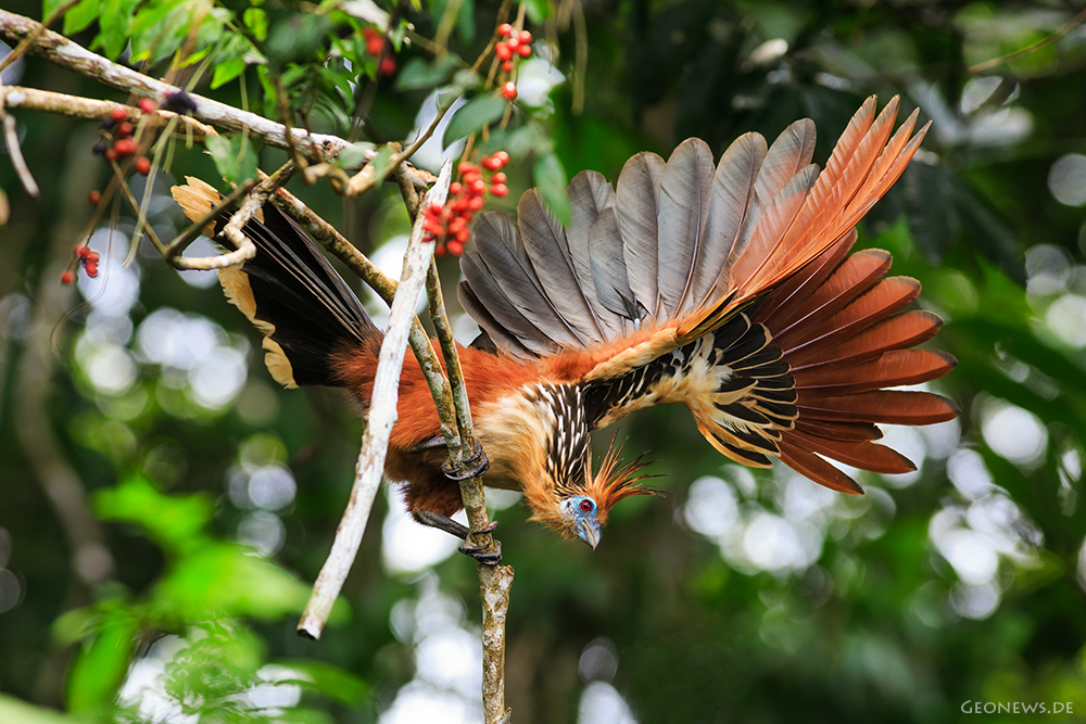 Hoatzin