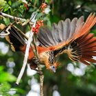 Hoatzin