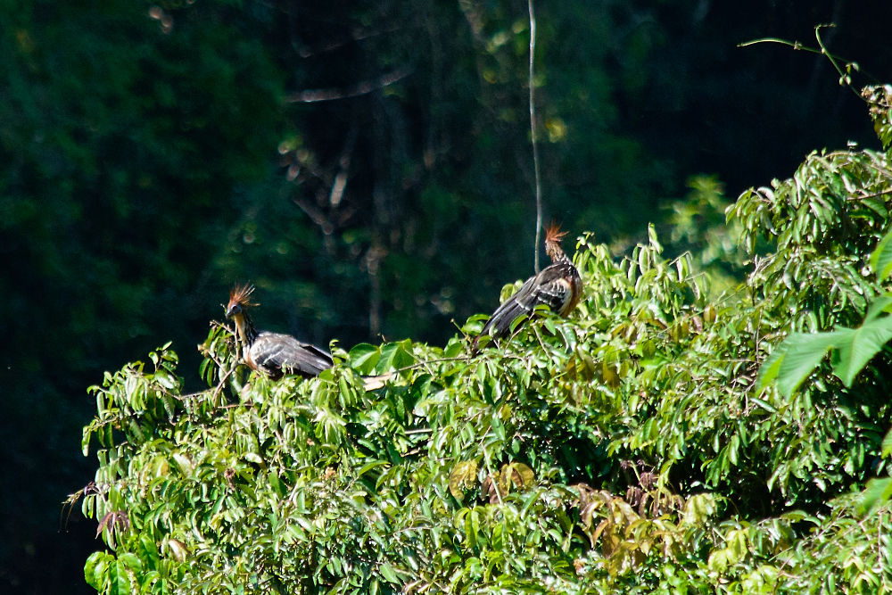 Hoatzin