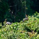 Hoatzin