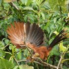 Hoatzin