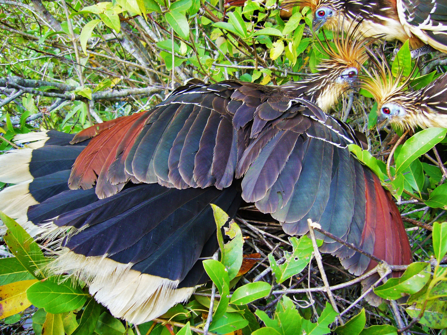 Hoatzin am Nest fotografiert