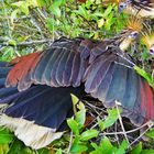 Hoatzin am Nest fotografiert