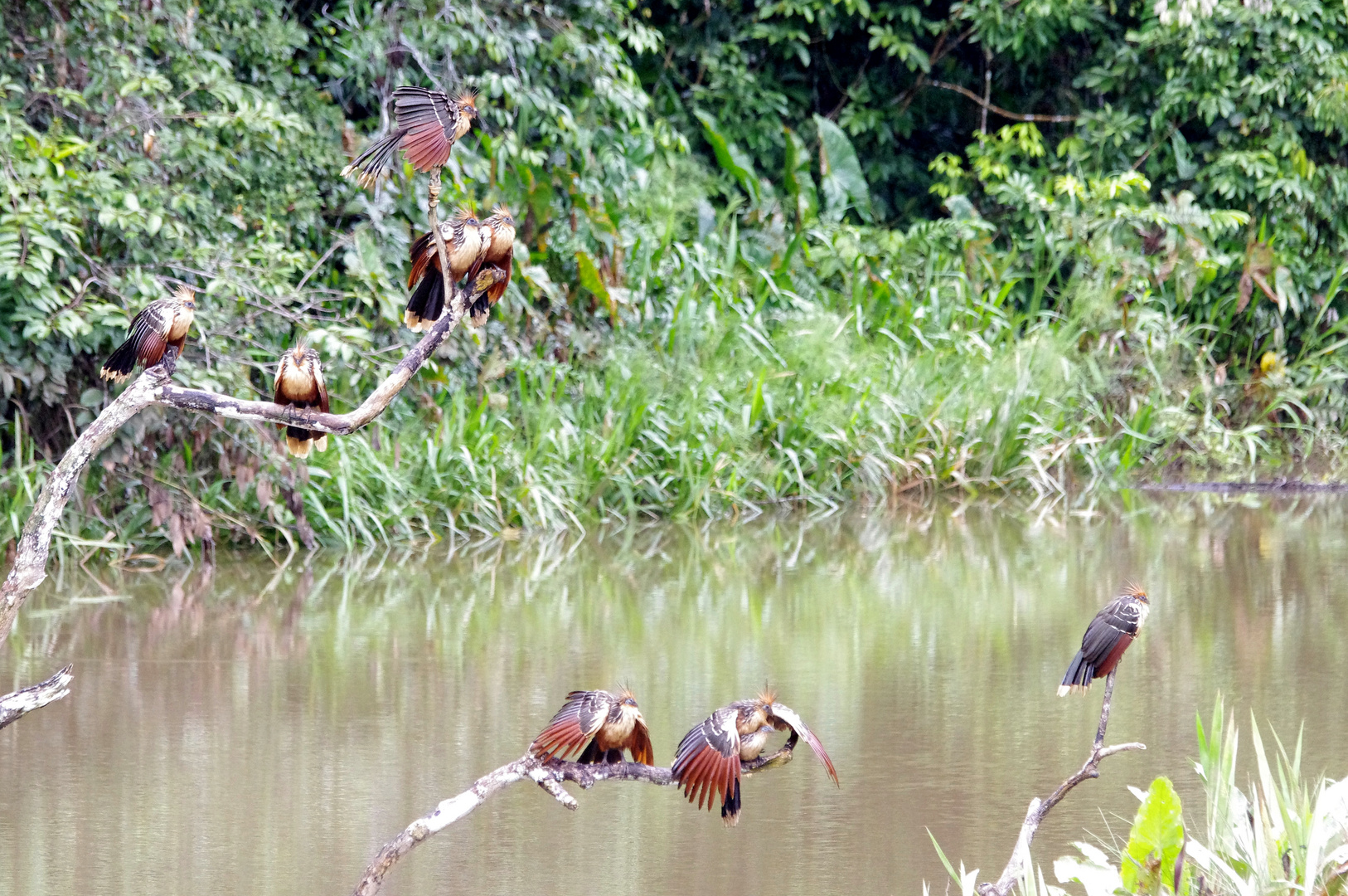 Hoatzin-Großfamilie