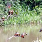 Hoatzin-Großfamilie