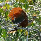 Hoatzin (Opisthocomus hoazin)