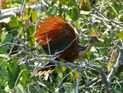 Hoatzin (Opisthocomus hoazin)