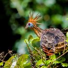 Hoatzin (Opisthocomus hoazin)