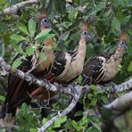 Hoatzin (Opisthocomus hoazin)