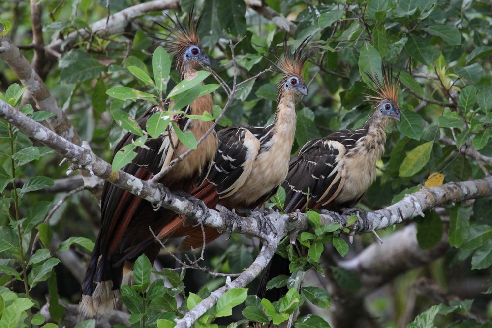 Hoatzin (Opisthocomus hoazin)