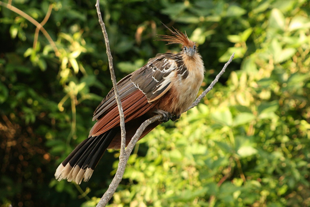 Hoatzin (Zigeunerhuhn)