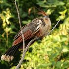 Hoatzin (Zigeunerhuhn)