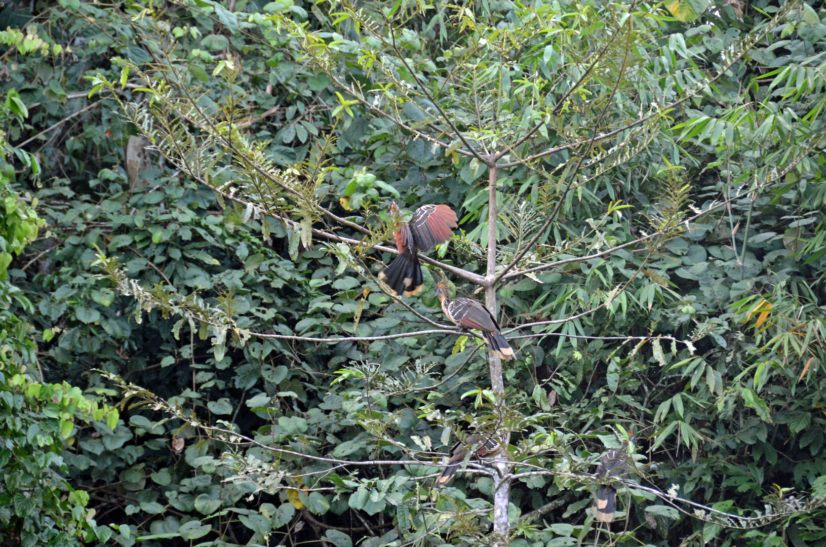 Hoatzins oder auch Stinkvögel am Rio Tambopata in Peru