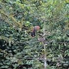 Hoatzins oder auch Stinkvögel am Rio Tambopata in Peru