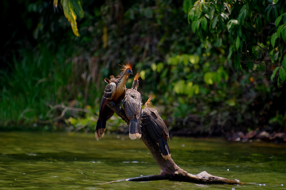 Hoazin huppé du lac Sandoval, Madre de Dios, Pérou