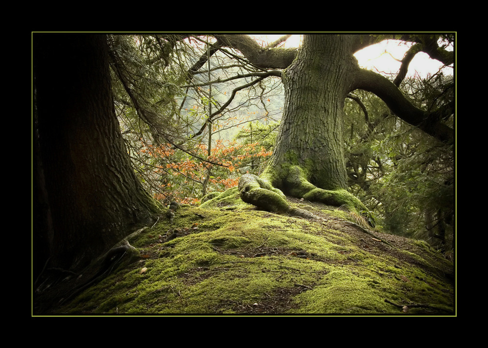 Hobbit hole ( re-visited)