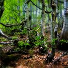 Hobbit Wald