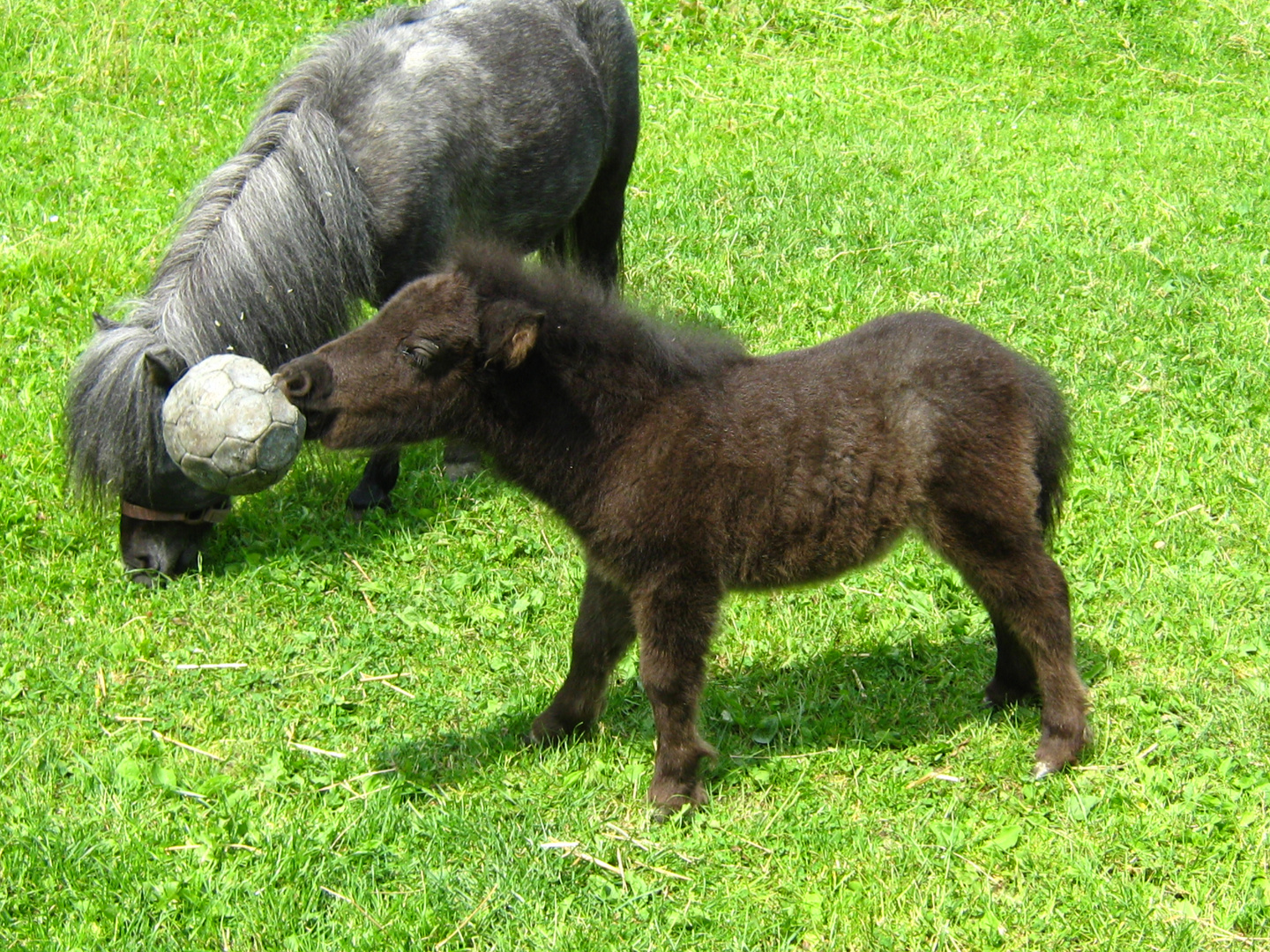 hobby: Fußball