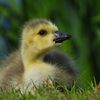 Hobby-Naturfotograf