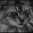 Hobby Nr. 3 - Maine Coon-Mädchen Invisible Sun