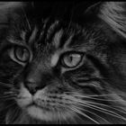 Hobby Nr. 3a - Maine Coon-Kater Doctor Rossi