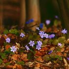 hobgoblins' fete in the woods