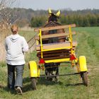 Hoch auf dem gelben Wagen - oder eher daneben