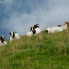 Hoch auf der Alm