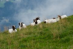 Hoch auf der Alm