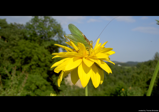 hoch auf der gelben Blume...