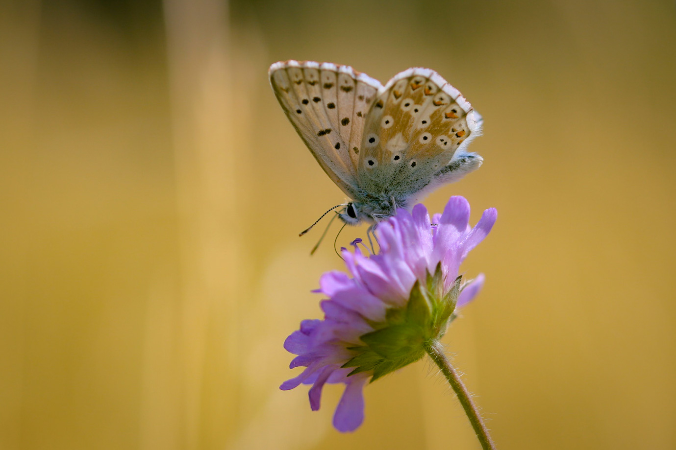 Hoch auf der lila Blüte