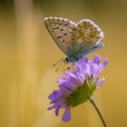 Hoch auf der lila Blüte