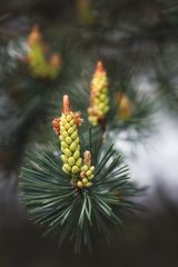 ... hoch aufgereckt ...