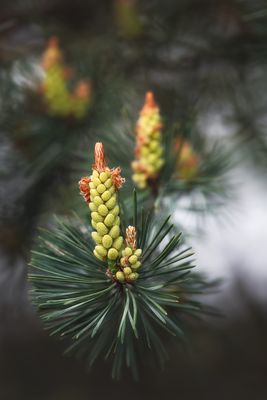 ... hoch aufgereckt ...