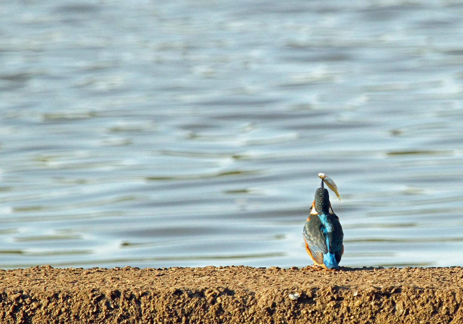 Hoch damit! Eisvogel mit Beute