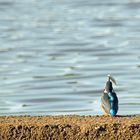 Hoch damit! Eisvogel mit Beute