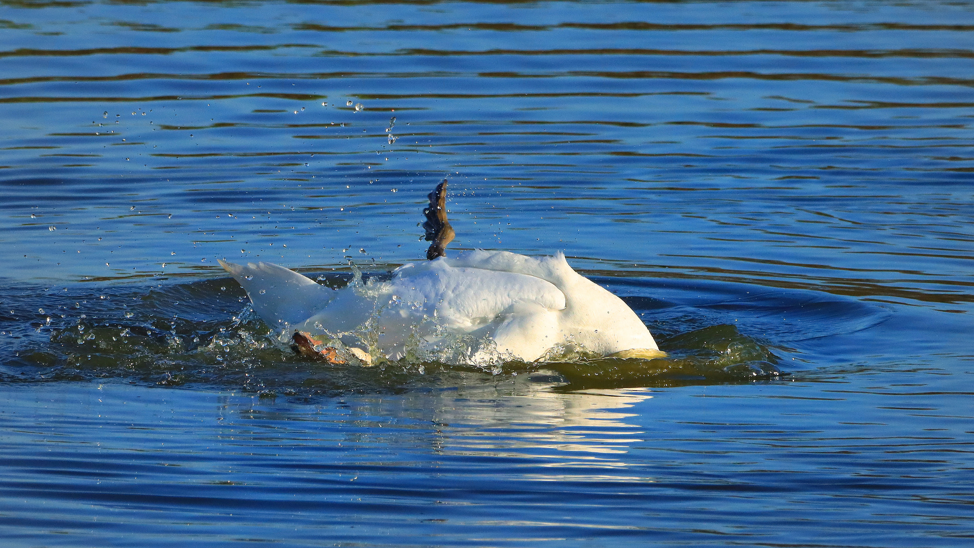 Hoch das Bein, badender Höckerschwan