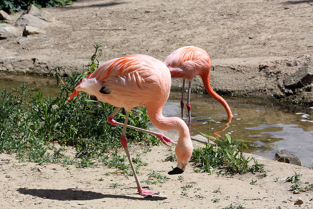 Hoch das Bein - Flamingos im Zoo Hannover