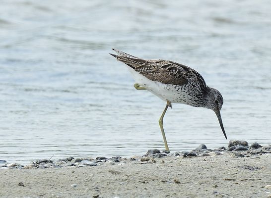 Hoch das Bein! Lift your leg! ¡Levanta la pierna!