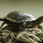 "Hoch das Bein" oder "Deeeeeeehn - Übungen einer Schildkröte"