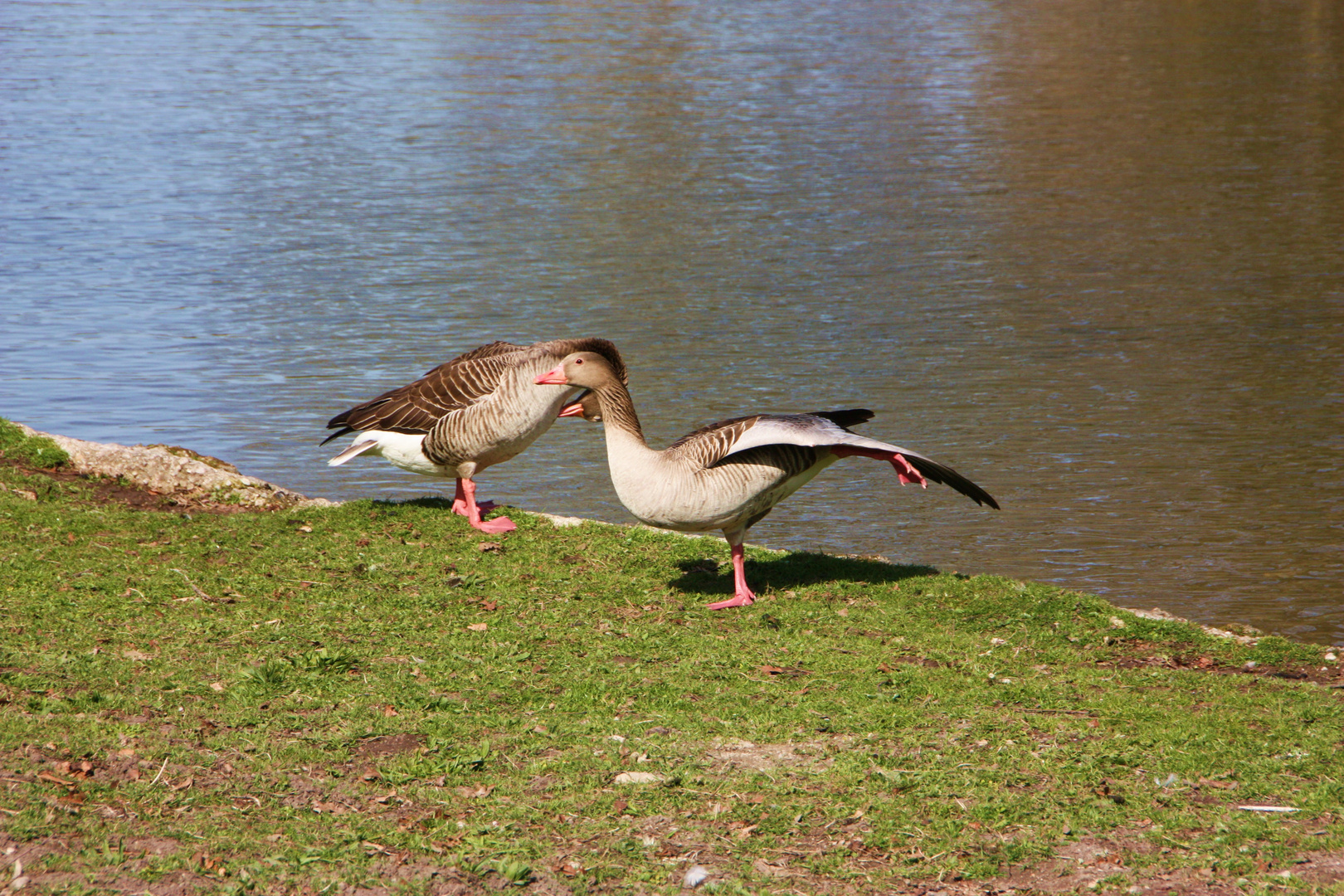 Hoch das Beinchen