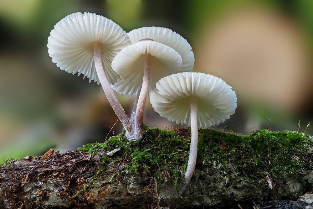 hoch das Röckchen