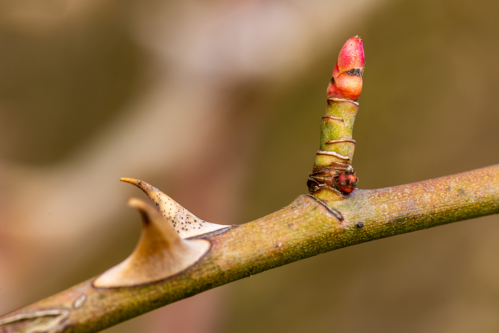 Hoch dem Frühling