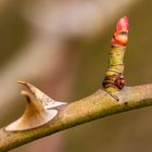 Hoch dem Frühling