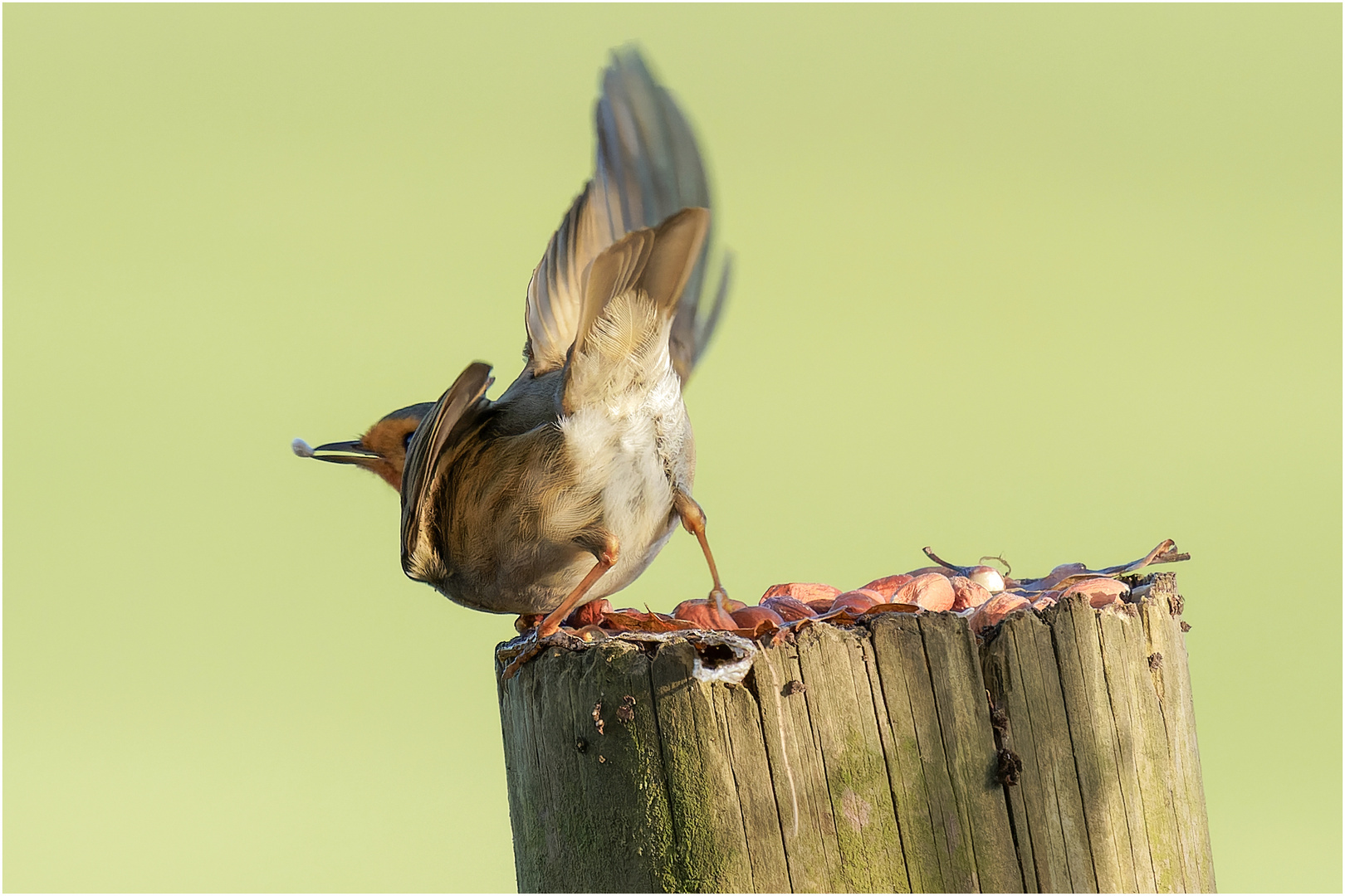 hoch den Stert und Abflug  .....